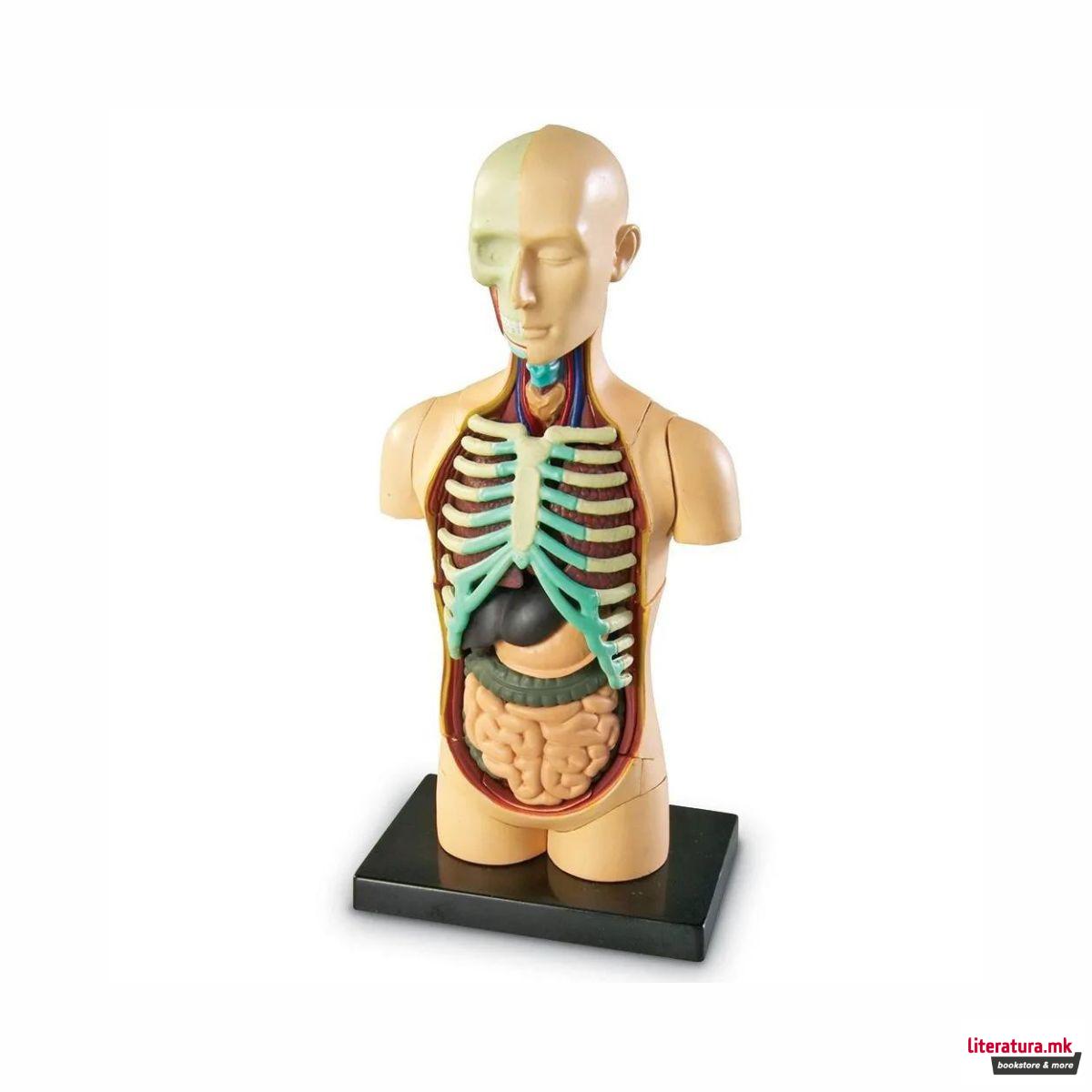 Едукативен модел - Човеково тело, Human Body Anatomy Display Model 