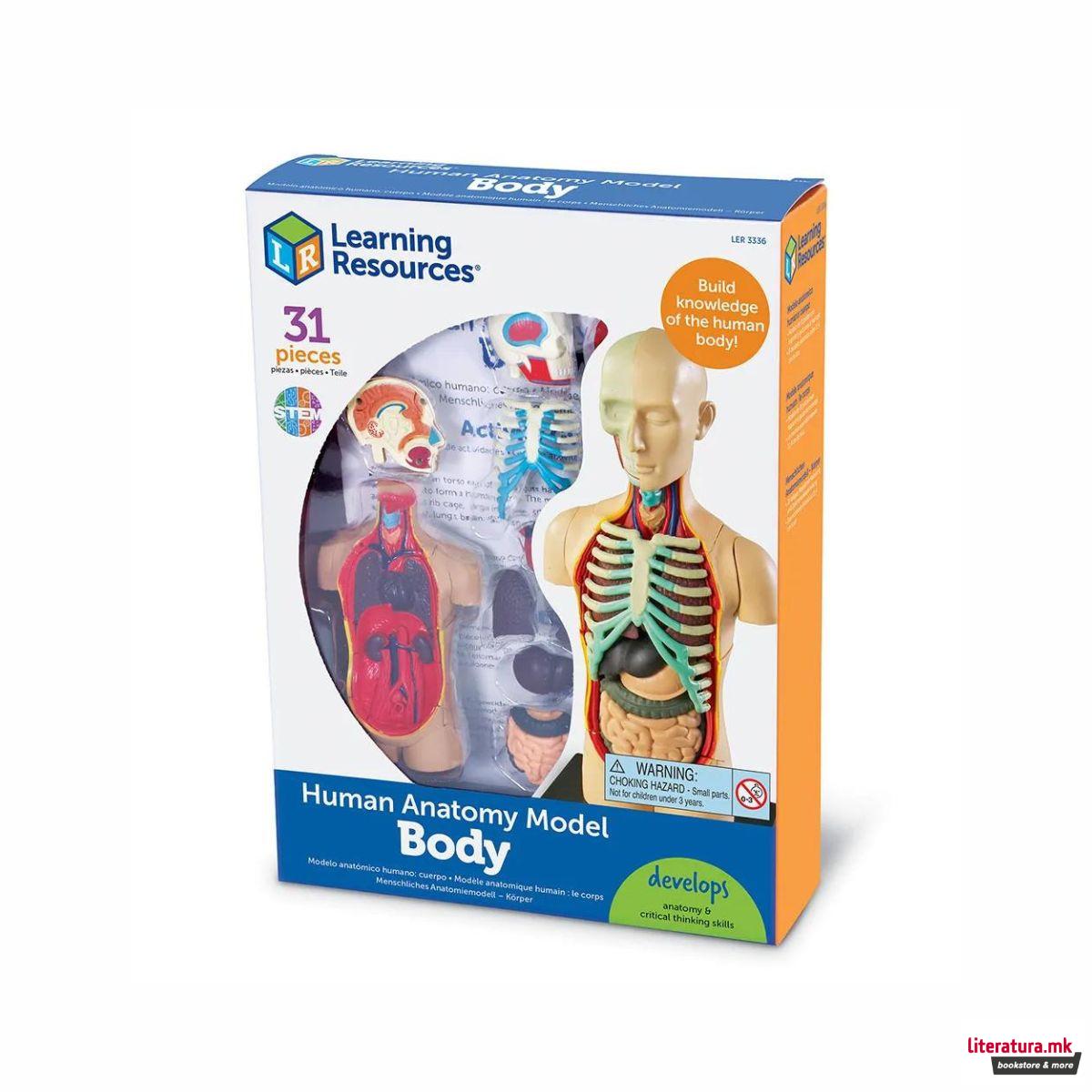Едукативен модел - Човеково тело, Human Body Anatomy Display Model 