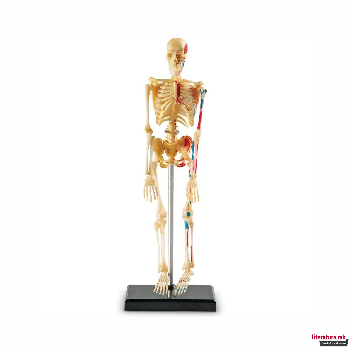 Едукативен модел - Скелет, Skeleton Anatomy Display Model 