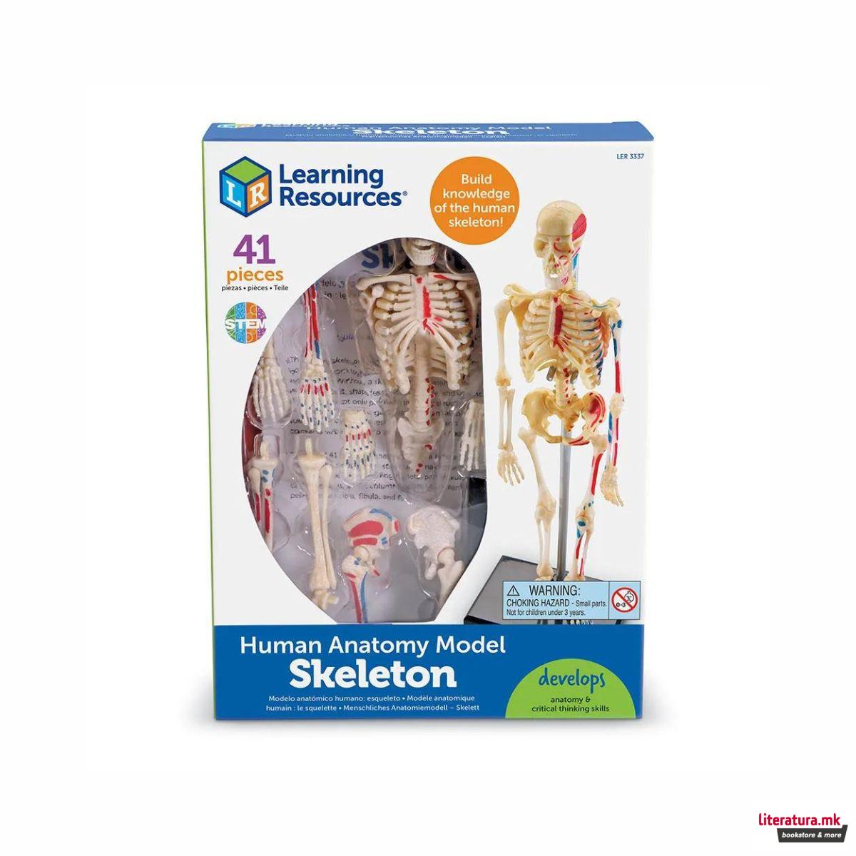 Едукативен модел - Скелет, Skeleton Anatomy Display Model 