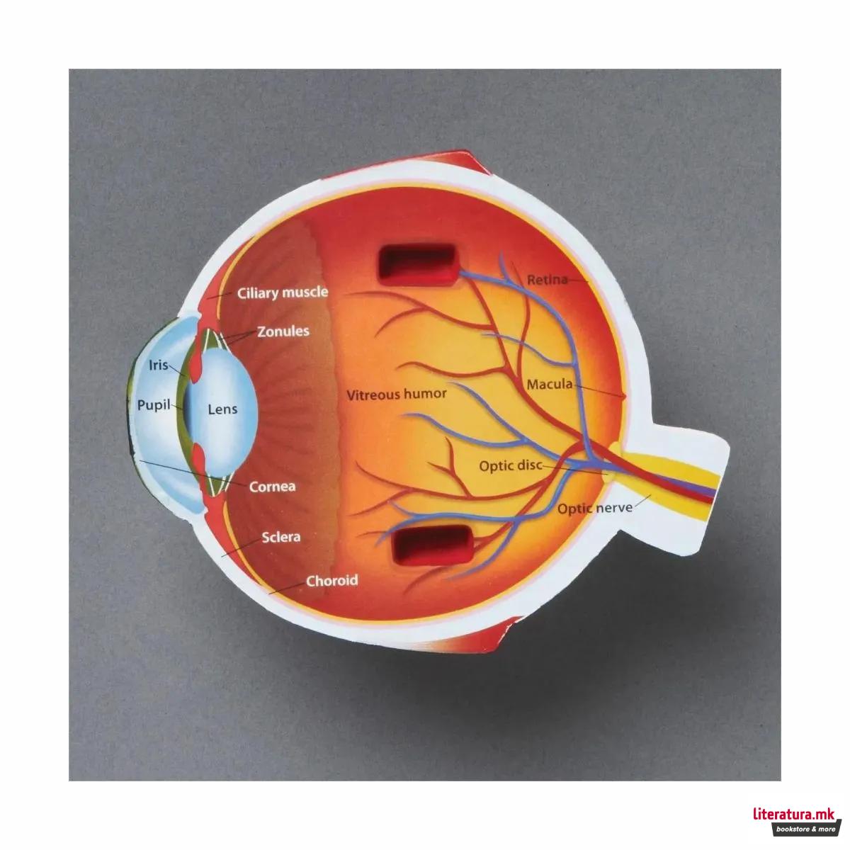 Едукативен модел - Пресек на око, Cross-Section Eye Display Model