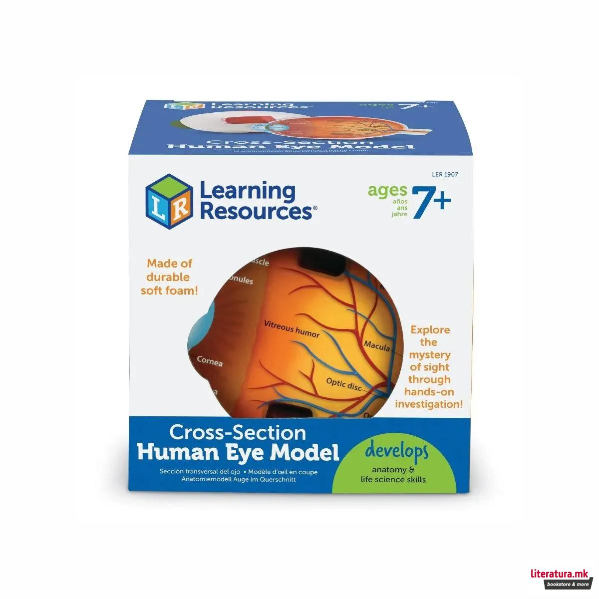 Едукативен модел - Пресек на око, Cross-Section Eye Display Model