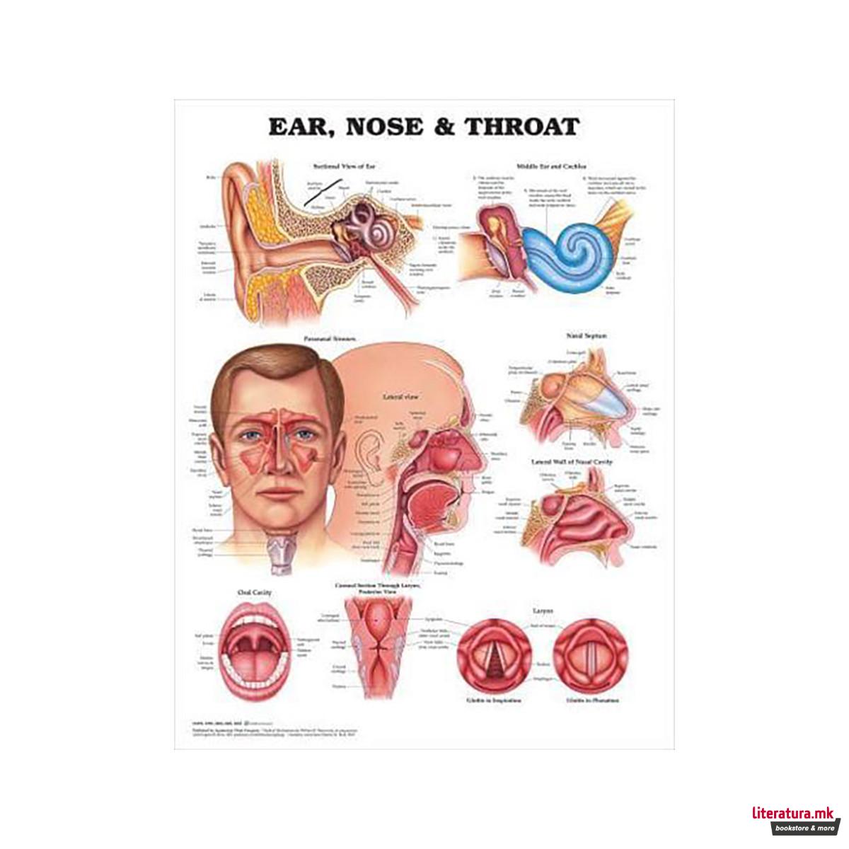 Ear, Nose and Throat Anatomical Chart 