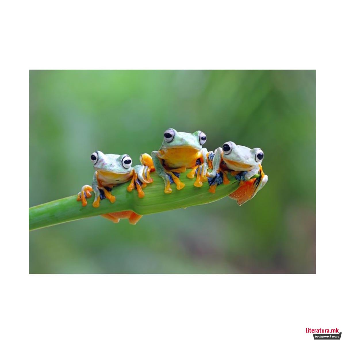 Сложувалка, Friendly Frogs, 500 парчиња