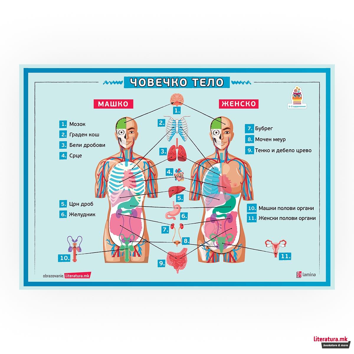Постер - Човечкото тело 