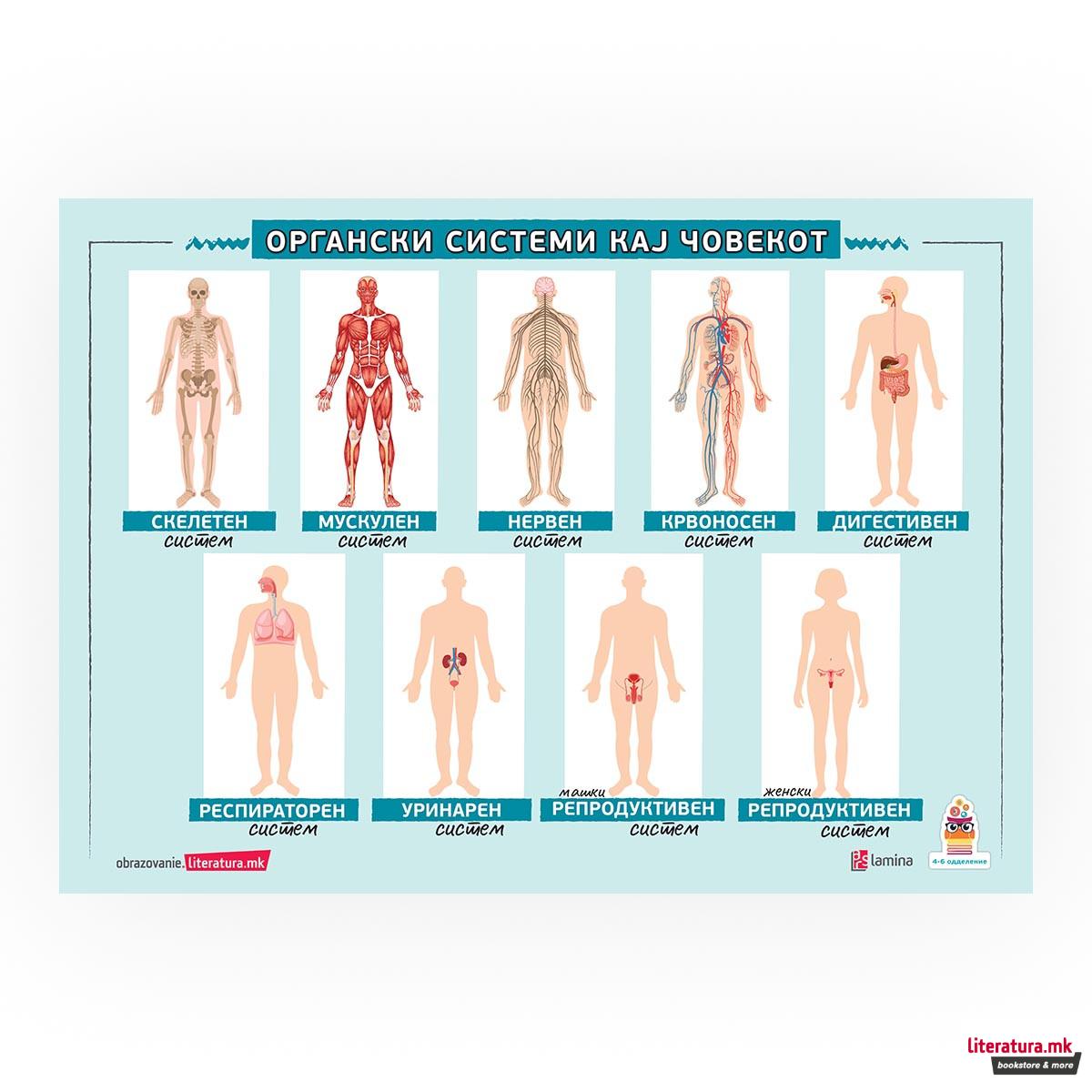 Постер - Органски системи кај човекот 