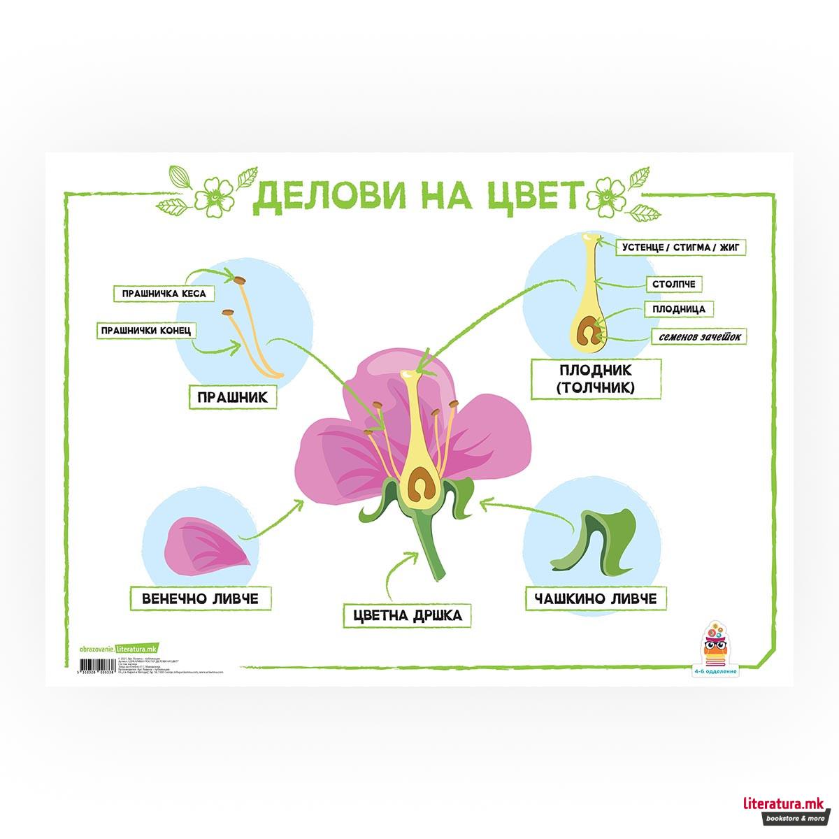 Постер - Делови од цвет, пластифициран