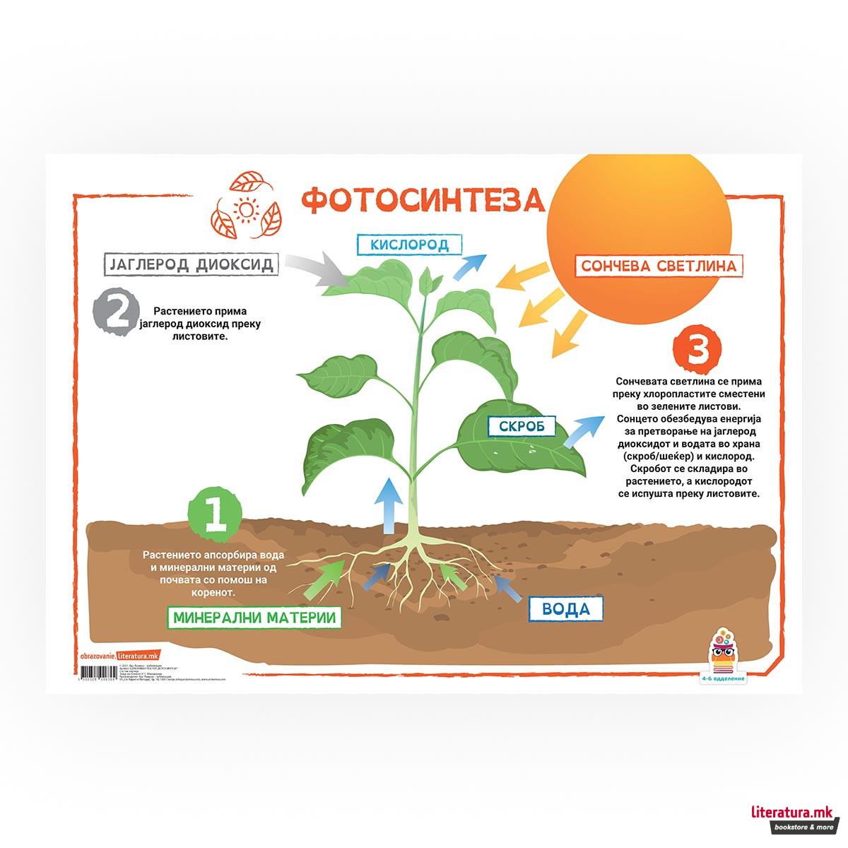 Постер - Фотосинтеза 