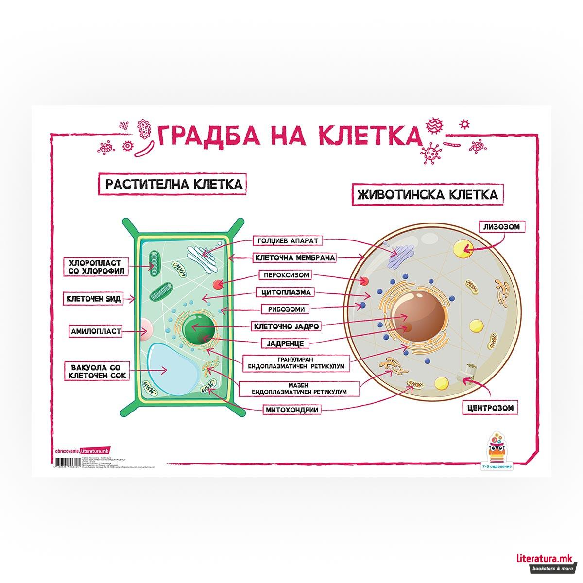 Постер - Градба на клетка 
