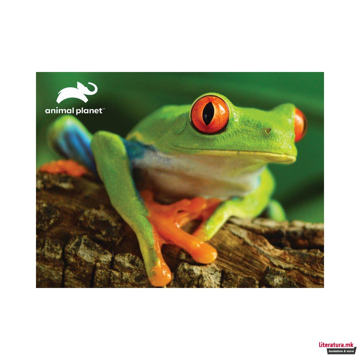 3D сложувалка, Animal Planet - Tree Frog, 48 парчиња 