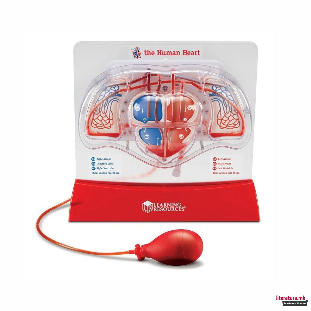 Едукативен модел - Срце (со пумпа), Pumping Heart Model 