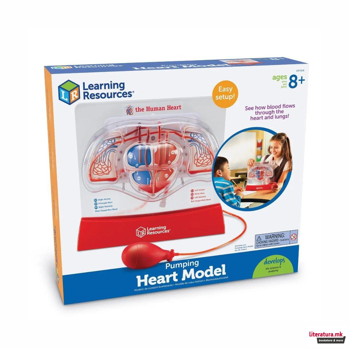 Едукативен модел - Срце (со пумпа), Pumping Heart Model 