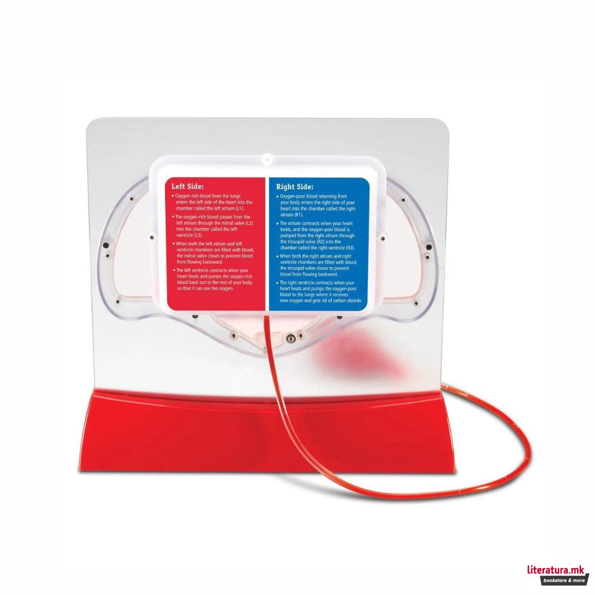 Едукативен модел - Срце (со пумпа), Pumping Heart Model 