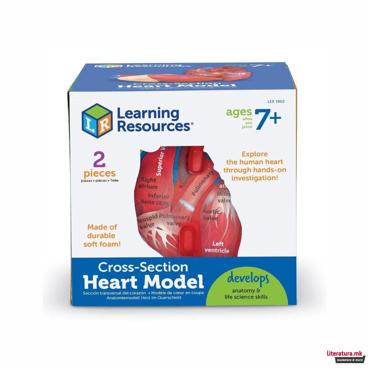 Едукативен модел - Пресек на срце, Cross-Section Heart Display Model 