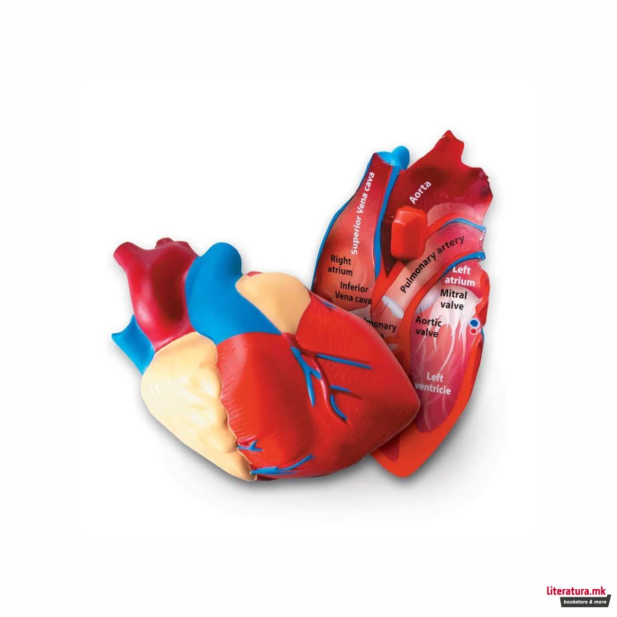 Едукативен модел - Пресек на срце, Cross-Section Heart Display Model 