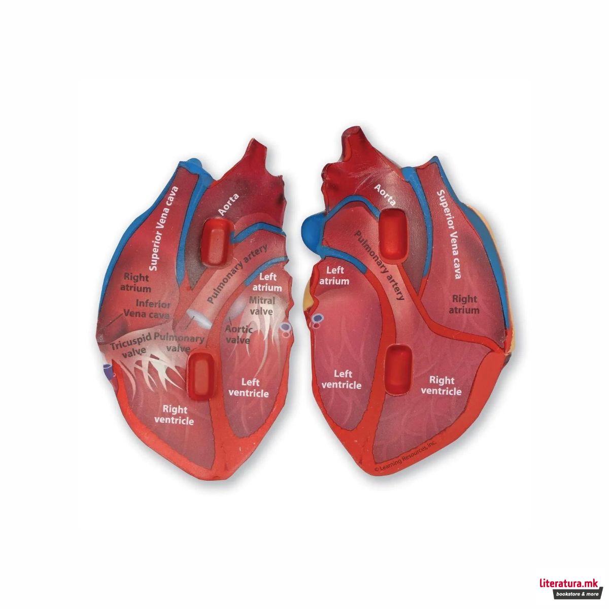 Едукативен модел - Пресек на срце, Cross-Section Heart Display Model 