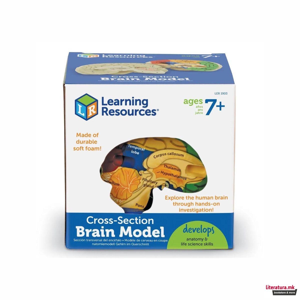 Едукативен модел - Пресек на мозок, Cross-Section Brain Display Model 