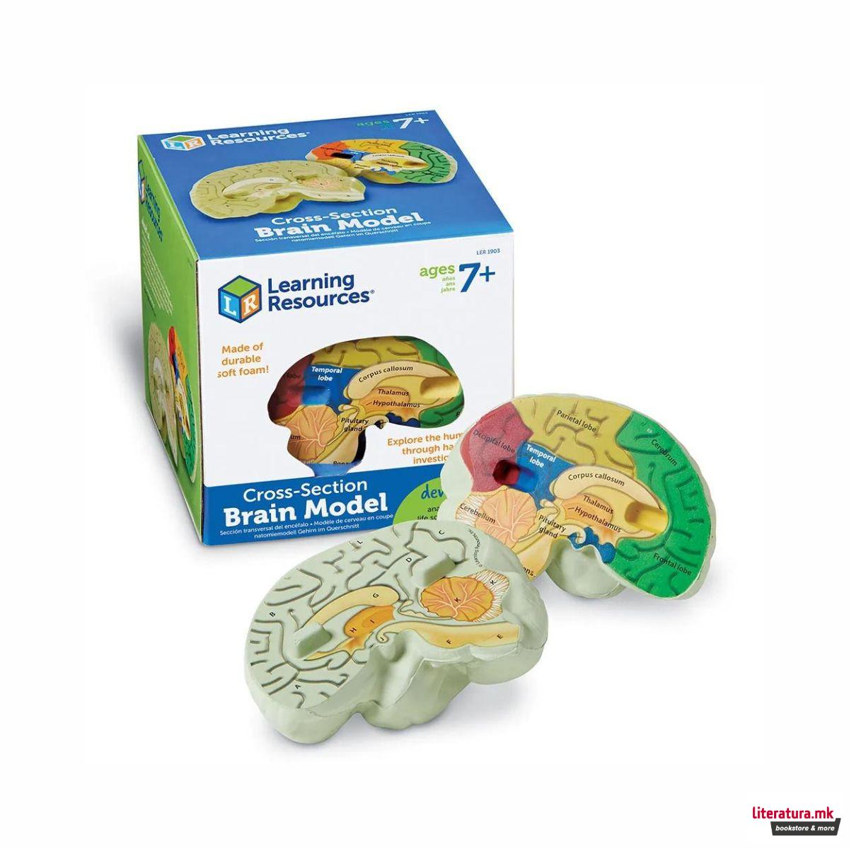 Едукативен модел - Пресек на мозок, Cross-Section Brain Display Model 