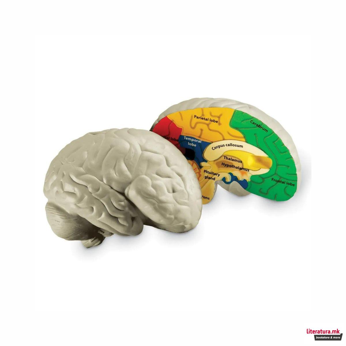 Едукативен модел - Пресек на мозок, Cross-Section Brain Display Model 