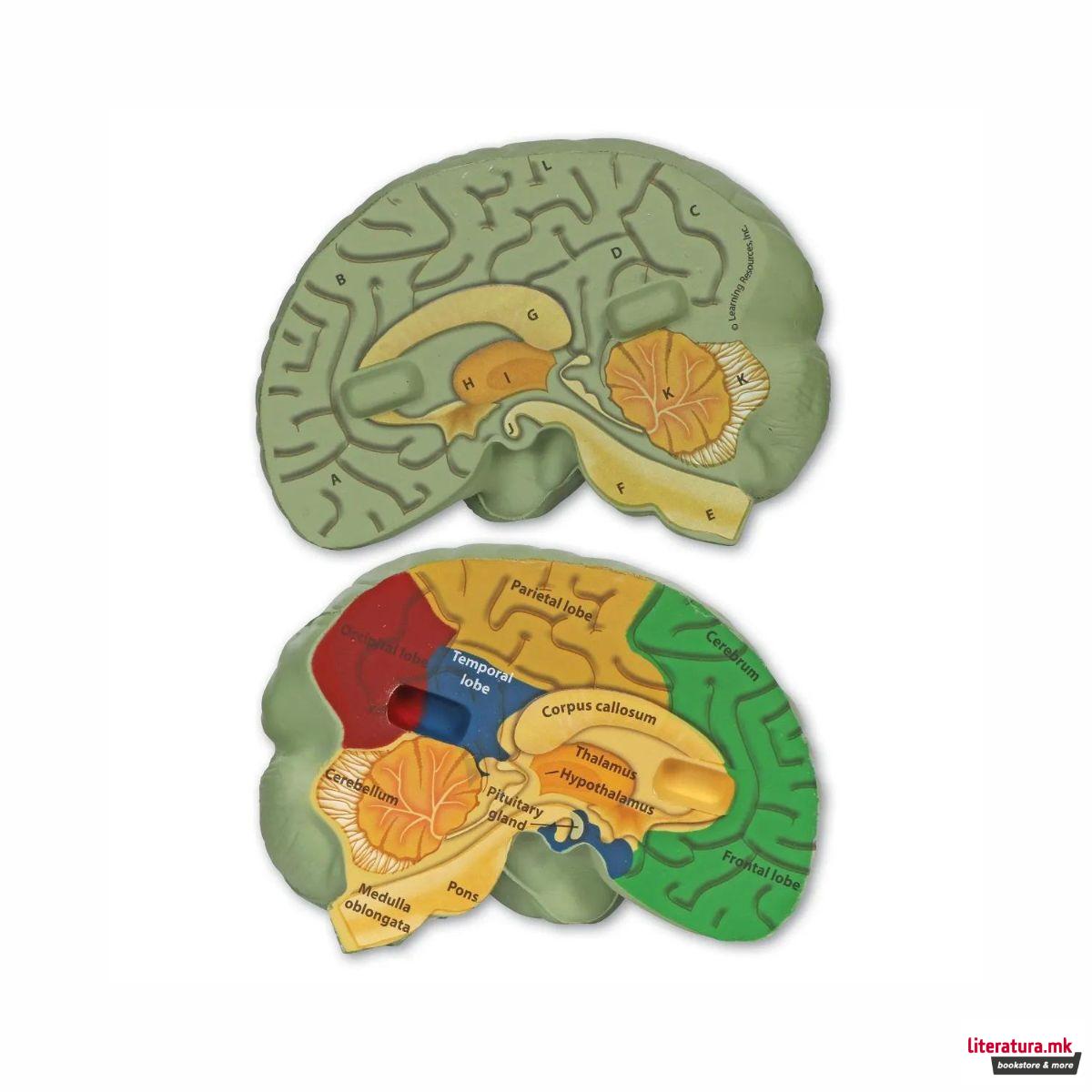 Едукативен модел - Пресек на мозок, Cross-Section Brain Display Model 