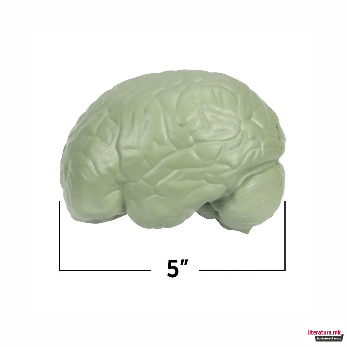 Едукативен модел - Пресек на мозок, Cross-Section Brain Display Model 
