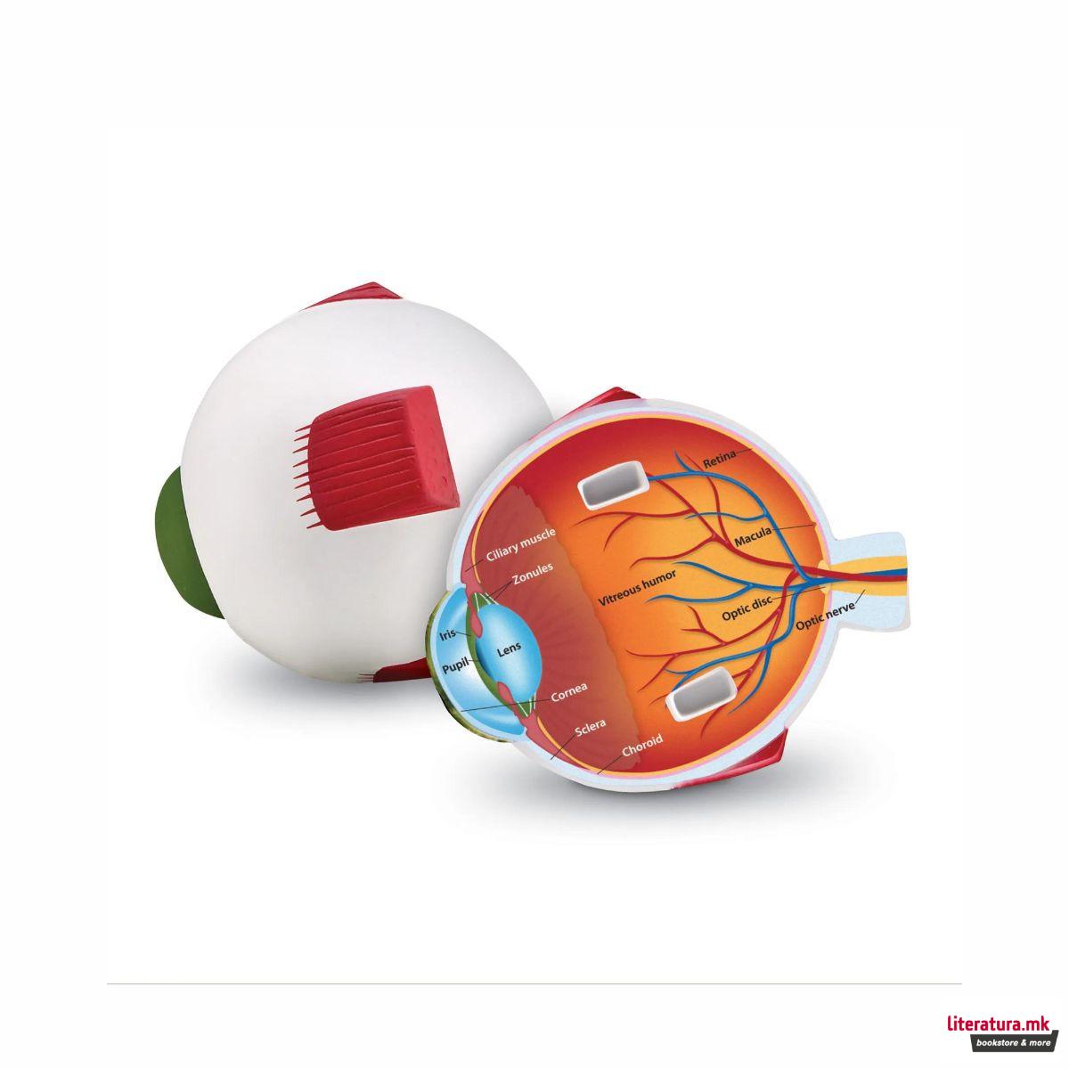 Едукативен модел - Пресек на око, Cross-Section Eye Display Model 