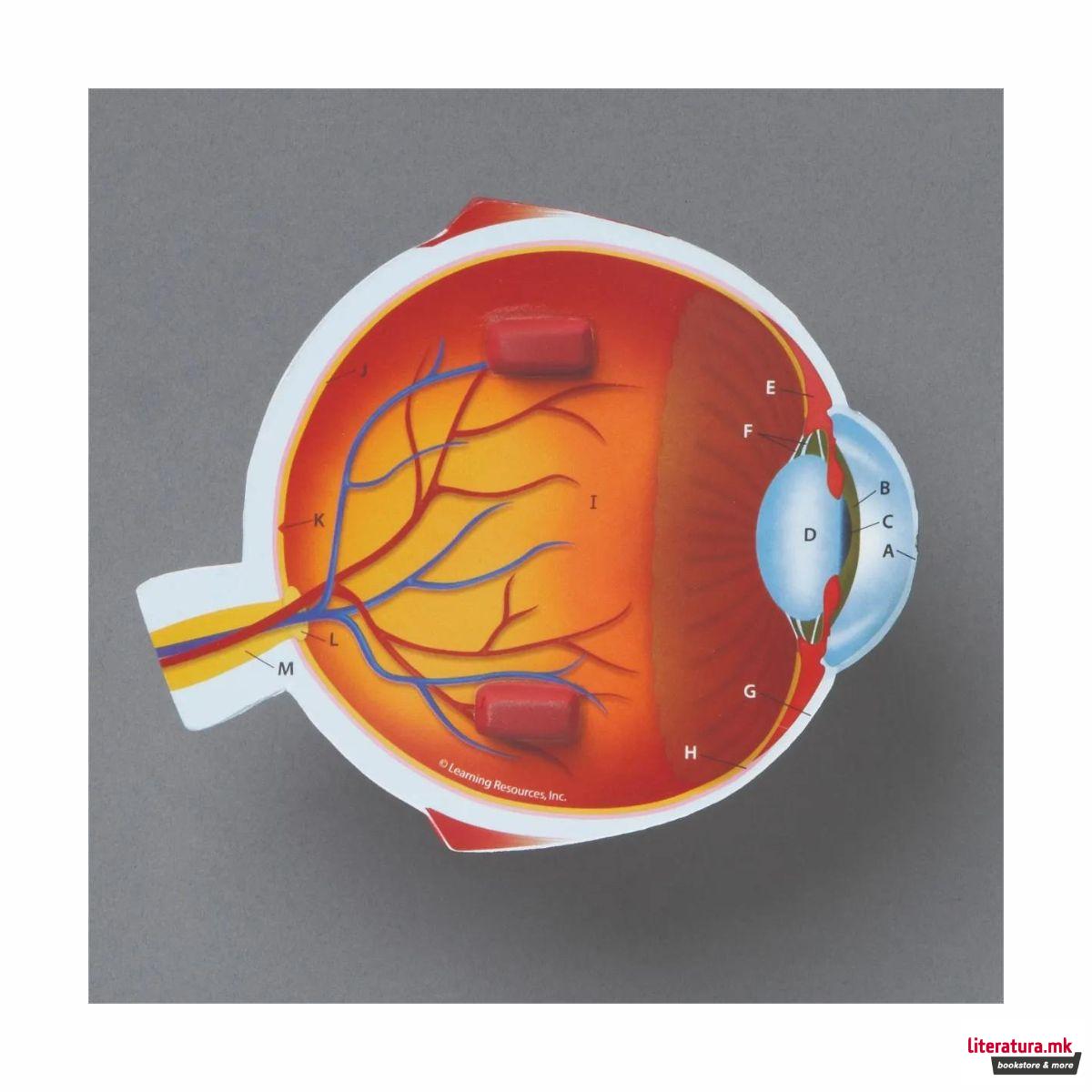 Едукативен модел - Пресек на око, Cross-Section Eye Display Model 
