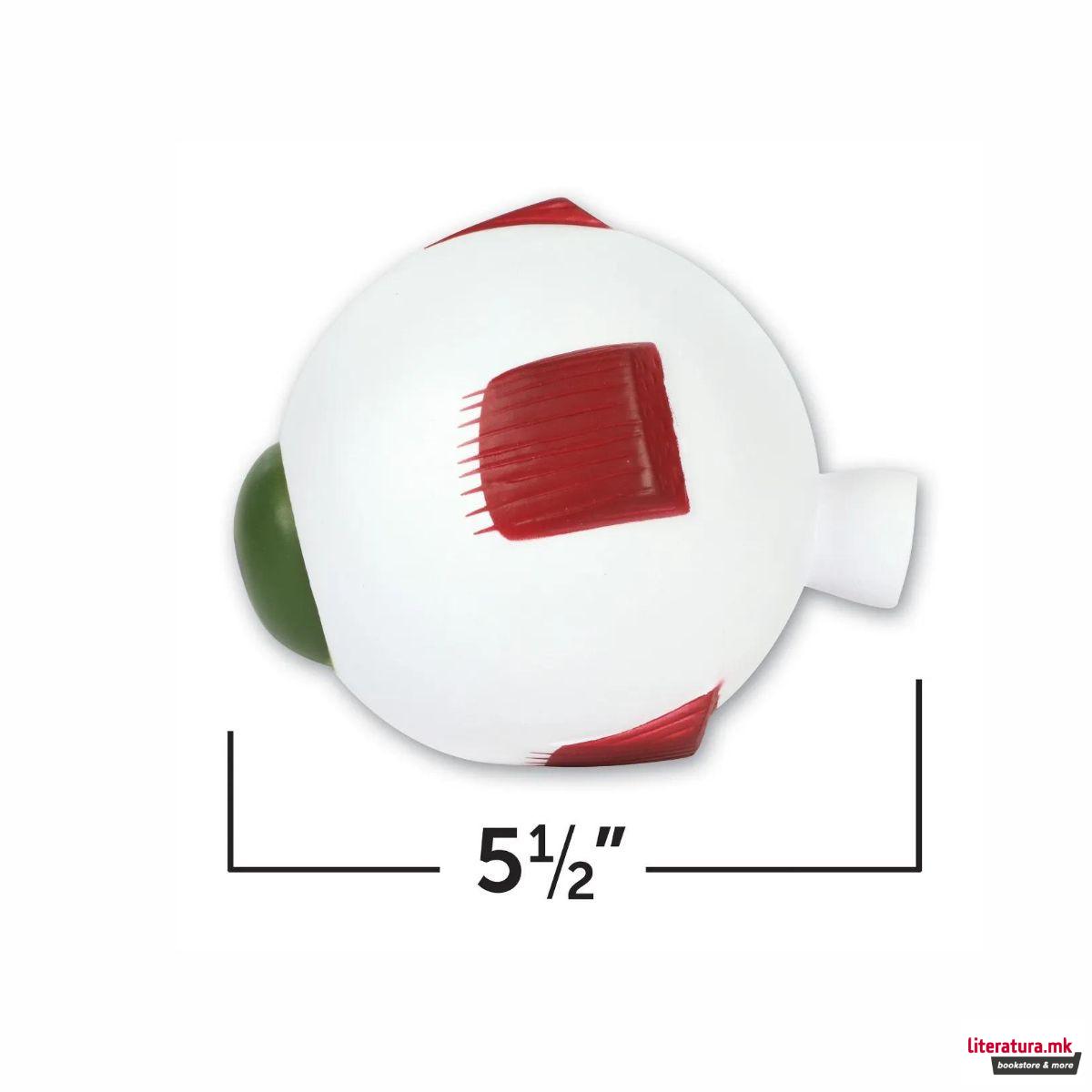 Едукативен модел - Пресек на око, Cross-Section Eye Display Model 