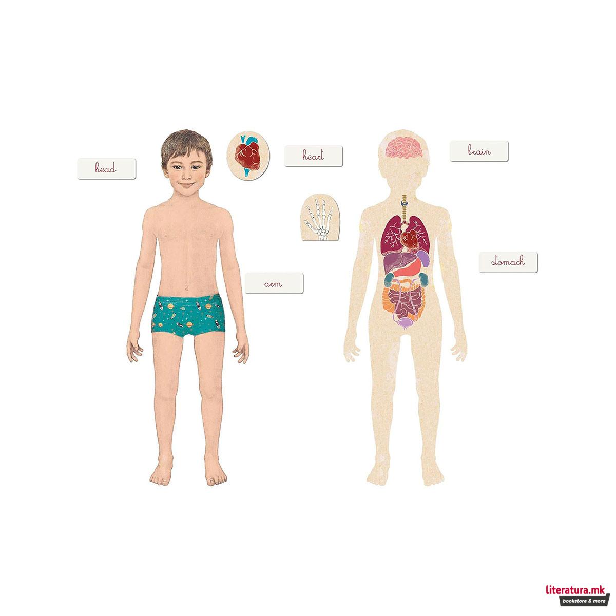 Едукативен сет, Montessori: The Human Body 