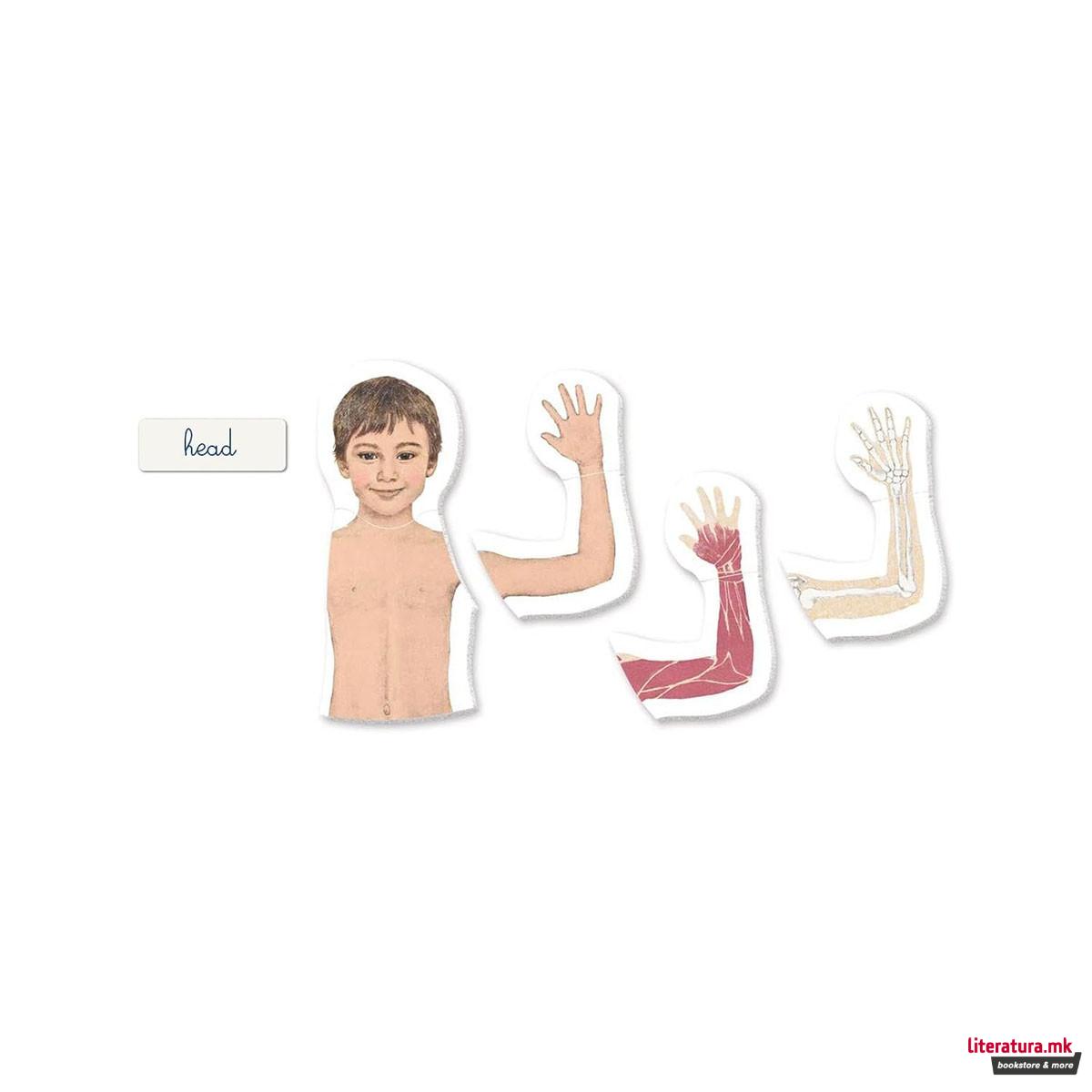 Едукативен сет, Montessori: The Human Body 