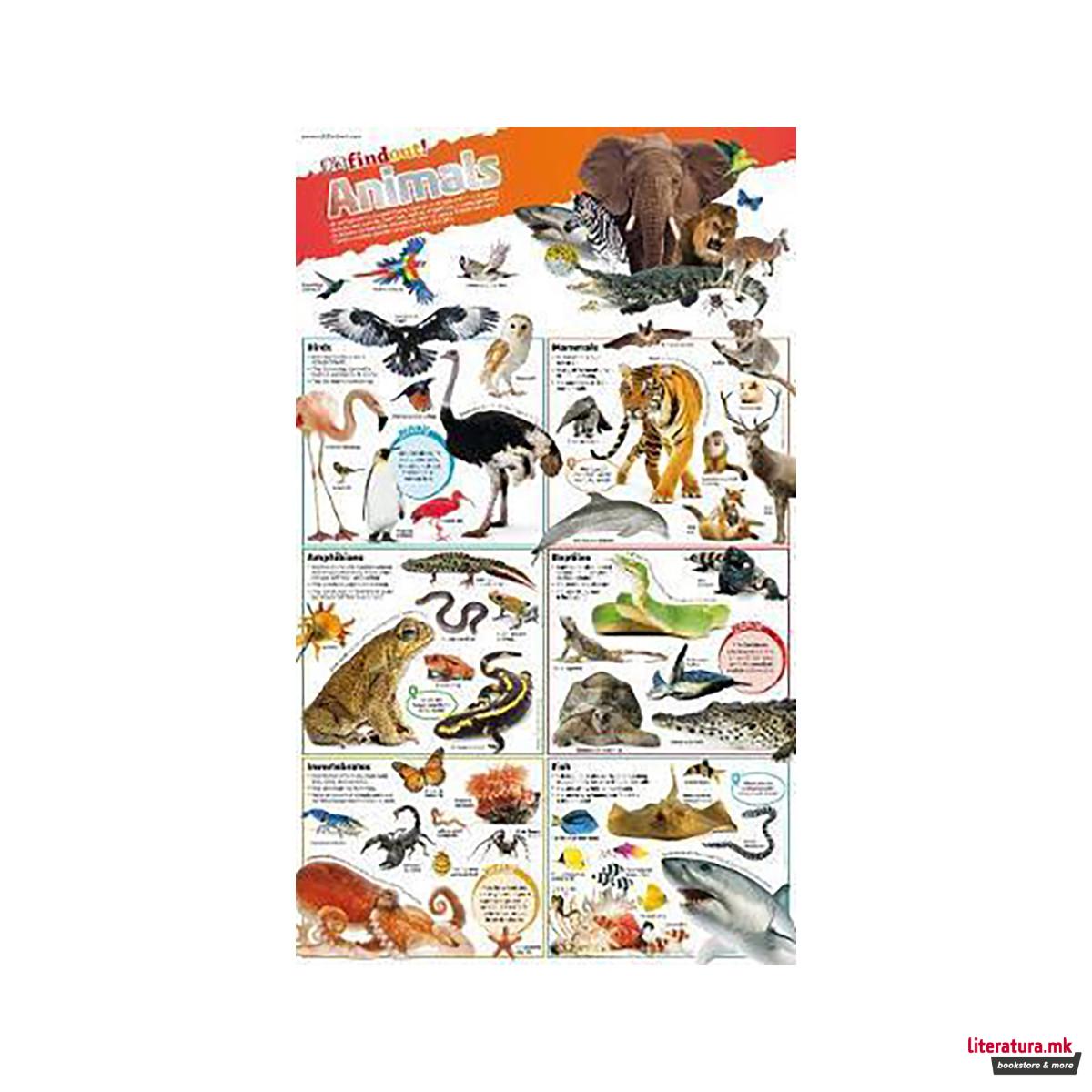 DKfindout! Animals Poster 