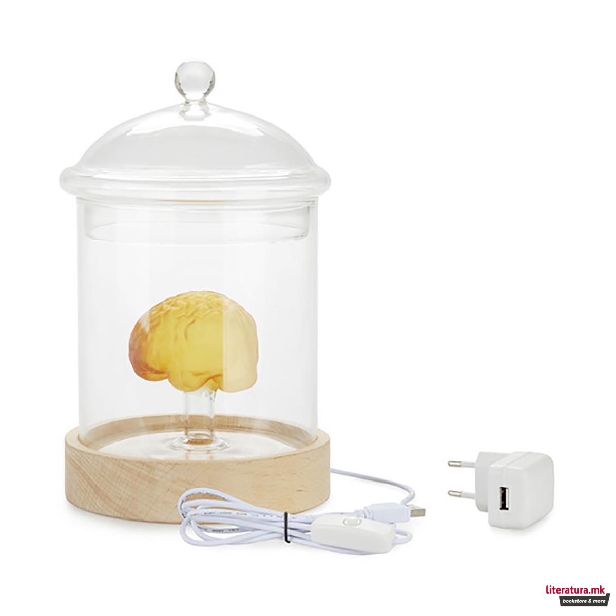 Столна ламба, Brain Glass 